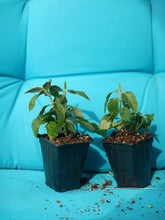 Load image into Gallery viewer, Pink Flamingo Justicia Carnea AKA as Brazilian Plume Jacobinia Plant~~Well Rooted "STARTER"