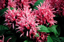 Load image into Gallery viewer, Pink Flamingo Justicia Carnea AKA as Brazilian Plume Jacobinia Plant~~Well Rooted "STARTER"