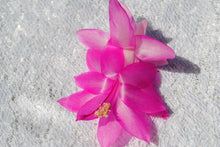 Load image into Gallery viewer, Pink Panther-Christmas Cactus/Thanksgiving Cactus-Schlumbergera Truncata Rooted STARTER Plant