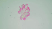 Load image into Gallery viewer, Pink Pearl-Christmas Cactus/Thanksgiving Cactus-Schlumbergera Truncata Rooted STARTER Plant