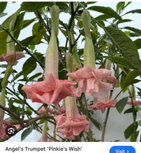 Load image into Gallery viewer, Pinkies Wish~~Angels Trumpet Brugmansia Tropical Plant~~Well Rooted STARTER Plant
