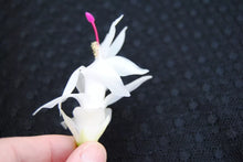 Load image into Gallery viewer, Polar Dancer Christmas Cactus/Thanksgiving Cactus Schlumbergera Truncata Rooted STARTER Plant
