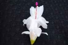 Load image into Gallery viewer, Polar Dancer Christmas Cactus/Thanksgiving Cactus Schlumbergera Truncata Rooted STARTER Plant