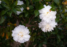 Load image into Gallery viewer, Polar Ice~~Camellia Japonica-Live Starter Plant-Highly Variable Blooms!