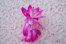 Load image into Gallery viewer, Proud Tina Christmas Cactus/Thanksgiving Cactus SchlumbergeraTruncata Rooted STARTER Plant