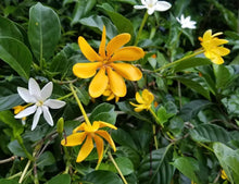 Load image into Gallery viewer, RARE GOLDEN GARDENIA TUBIFERA PLANT~BLOOM OPENS WHITE AGES TO GOLDEN YELLOW