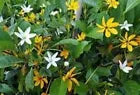 Load image into Gallery viewer, RARE GOLDEN GARDENIA TUBIFERA PLANT~BLOOM OPENS WHITE AGES TO GOLDEN YELLOW