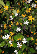 Load image into Gallery viewer, RARE GOLDEN GARDENIA TUBIFERA PLANT~BLOOM OPENS WHITE AGES TO GOLDEN YELLOW