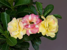 Load image into Gallery viewer, "REALLY YELLOW" Adenium Obesum Grafted Plant Desert Rose Plant *USA Seller*