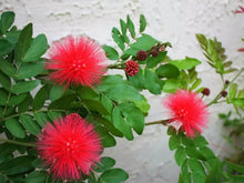 Load image into Gallery viewer, RED DWARF POWDER PUFF~Starter Plant~Calliandra Haematocephala~Hummingbird Heaven