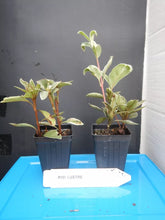 Load image into Gallery viewer, RED LUSTER Azalea Rhododendron Deciduous Starter Plant VARIEGATED LEAVES