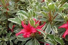 Load image into Gallery viewer, RED LUSTER Azalea Rhododendron Deciduous Starter Plant VARIEGATED LEAVES