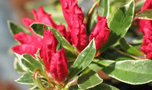 Load image into Gallery viewer, RED LUSTER Azalea Rhododendron Deciduous Starter Plant VARIEGATED LEAVES