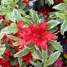 Load image into Gallery viewer, RED LUSTER Azalea Rhododendron Deciduous Starter Plant VARIEGATED LEAVES