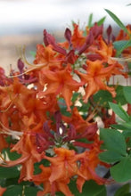 Load image into Gallery viewer, RED PEPPER Aromi Azalea/Rhododendron Deciduous SMALL Starter Plant