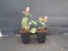 Load image into Gallery viewer, ~~RED SHRIMP STARTER PLANT~~Justicia brandegeana~~Beautiful Unique Blooms!