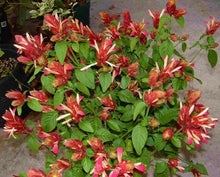 Load image into Gallery viewer, ~~RED SHRIMP STARTER PLANT~~Justicia brandegeana~~Beautiful Unique Blooms!