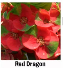 Load image into Gallery viewer, RED DRAGON **Crown Of Thorns-Euphorbia Milii CHRIST PLANT SMALL ROOTED STARTER PLANT