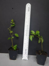 Load image into Gallery viewer, RED DWARF POWDER PUFF~Starter Plant~Calliandra Haematocephala~Hummingbird Heaven