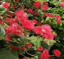Load image into Gallery viewer, RED DWARF POWDER PUFF~Starter Plant~Calliandra Haematocephala~Hummingbird Heaven
