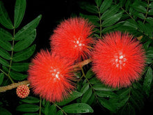 Load image into Gallery viewer, RED DWARF POWDER PUFF~Starter Plant~Calliandra Haematocephala~Hummingbird Heaven