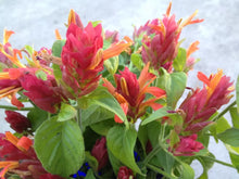 Load image into Gallery viewer, ~~RED SHRIMP STARTER PLANT~~Justicia brandegeana~~Beautiful Unique Blooms!