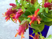 Load image into Gallery viewer, ~~RED SHRIMP STARTER PLANT~~Justicia brandegeana~~Beautiful Unique Blooms!