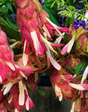 Load image into Gallery viewer, ~~RED SHRIMP STARTER PLANT~~Justicia brandegeana~~Beautiful Unique Blooms!