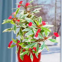 Load image into Gallery viewer, RED VARIEGATED**Crown Of Thorns-Euphorbia Milii CHRIST PLANT SMALL ROOTED STARTER PLANT
