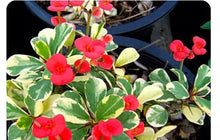 Load image into Gallery viewer, RED VARIEGATED**Crown Of Thorns-Euphorbia Milii CHRIST PLANT SMALL ROOTED STARTER PLANT