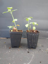 Load image into Gallery viewer, ~~RED & YELLOW SHRIMP STARTER PLANT~~ BELOPERONE GUTATTA~Beautiful Unique BloomS