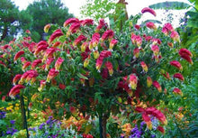 Load image into Gallery viewer, ~~RED & YELLOW SHRIMP STARTER PLANT~~ BELOPERONE GUTATTA~Beautiful Unique BloomS