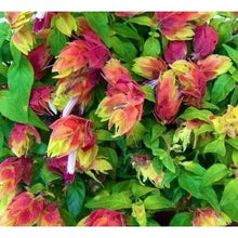 Load image into Gallery viewer, ~~RED & YELLOW SHRIMP STARTER PLANT~~ BELOPERONE GUTATTA~Beautiful Unique BloomS