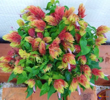 Load image into Gallery viewer, ~~RED & YELLOW SHRIMP STARTER PLANT~~ BELOPERONE GUTATTA~Beautiful Unique BloomS