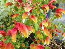 Load image into Gallery viewer, ~~RED & YELLOW SHRIMP STARTER PLANT~~ BELOPERONE GUTATTA~Beautiful Unique BloomS