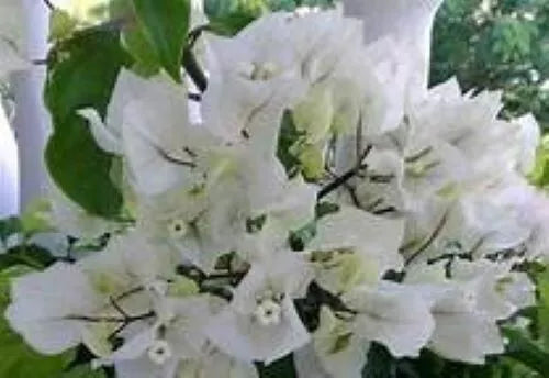 1 Well Rooted Violet Live Bougainvillea Starter/plug Plant - Easy to