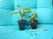 Load image into Gallery viewer, RIJNSTAR WHITE Live Well Rooted Bougainvillea STARTER plant