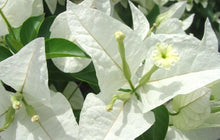Load image into Gallery viewer, RIJNSTAR WHITE Live Well Rooted Bougainvillea STARTER plant