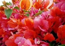 Load image into Gallery viewer, ROSENKA Live Well Rooted Bougainvillea STARTER plant
