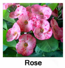 Load image into Gallery viewer, ROSE**Crown Of Thorns-Euphorbia Milii CHRIST PLANT SMALL ROOTED STARTER PLANT