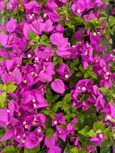 Load image into Gallery viewer, ROYALE PURPLE Live Well Rooted Bougainvillea STARTER plant