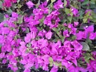 Load image into Gallery viewer, ROYALE PURPLE Live Well Rooted Bougainvillea STARTER plant
