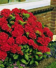 Load image into Gallery viewer, RUBY SLIPPERS**Hydrangea Starter Plant**Opens White then Pink then to Blood Red