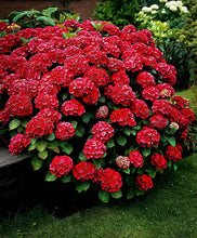 Load image into Gallery viewer, RUBY SLIPPERS**Hydrangea Starter Plant**Opens White then Pink then to Blood Red