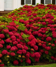 Load image into Gallery viewer, RUBY SLIPPERS**Hydrangea Starter Plant**Opens White then Pink then to Blood Red