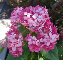Load image into Gallery viewer, ~~RUBY INVINCIBELLE~~Hydrangea Starter Plant~~PINK & RED