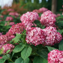 Load image into Gallery viewer, ~~RUBY INVINCIBELLE~~Hydrangea Starter Plant~~PINK & RED