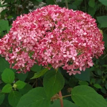 Load image into Gallery viewer, ~~RUBY INVINCIBELLE~~Hydrangea Starter Plant~~PINK & RED