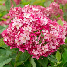 Load image into Gallery viewer, ~~RUBY INVINCIBELLE~~Hydrangea Starter Plant~~PINK & RED