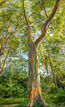 Load image into Gallery viewer, Rainbow Eucalyptus deglupta Well Rooted Starter Tree Seedling Sapling Plant